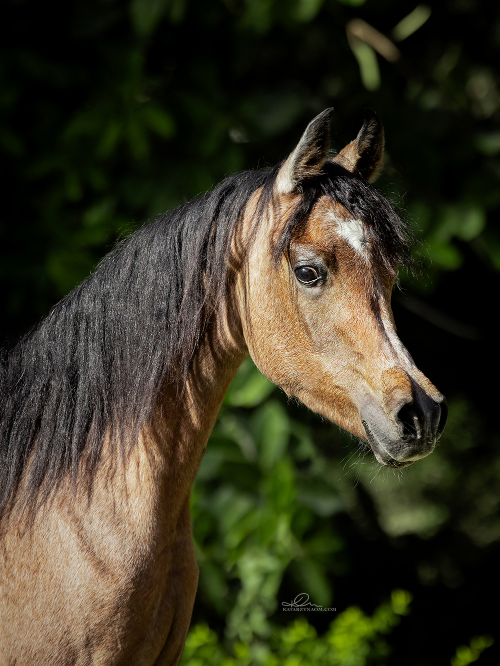 Horse Image