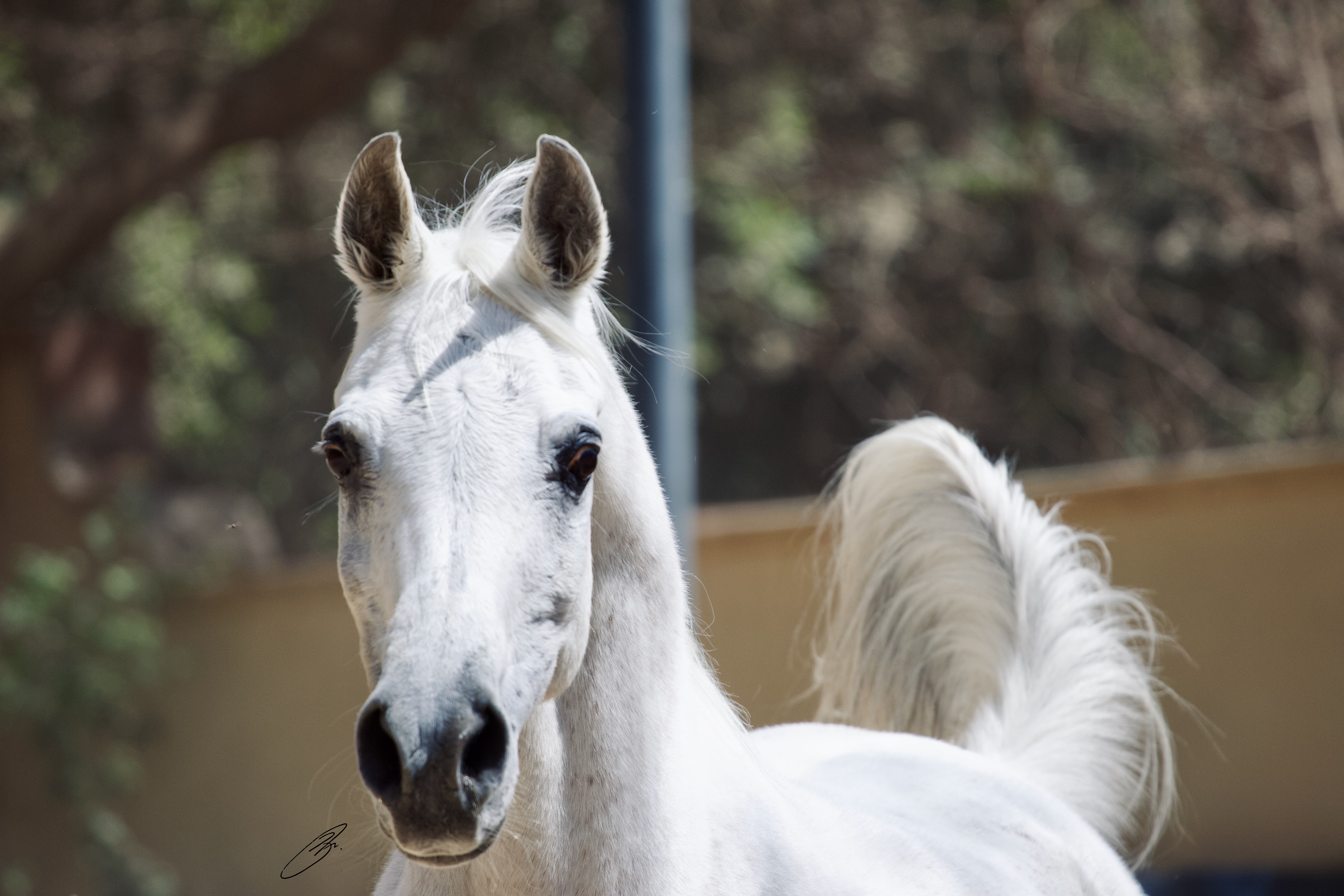 Horse Image