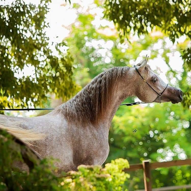 Horse Image