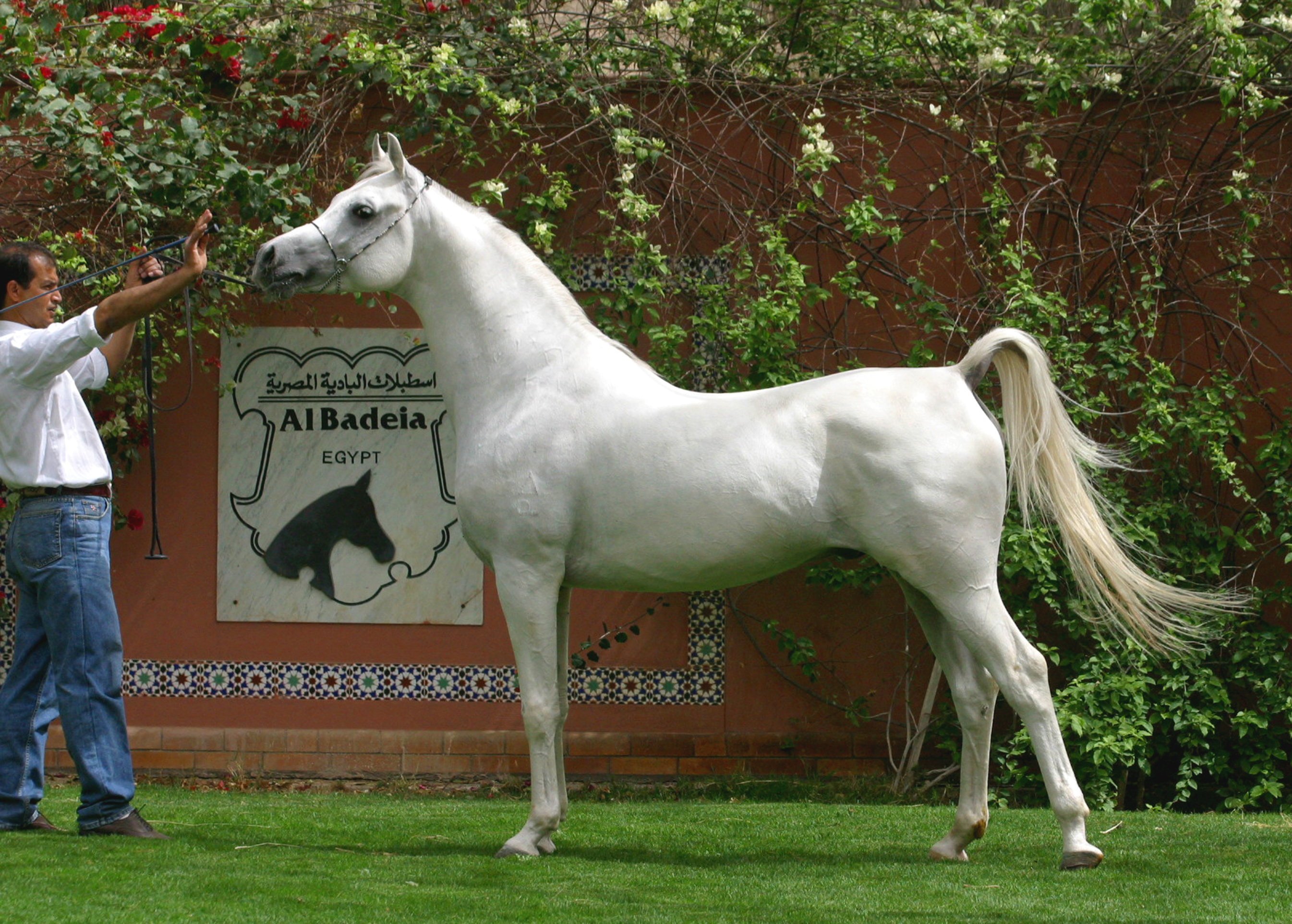 Horse Image