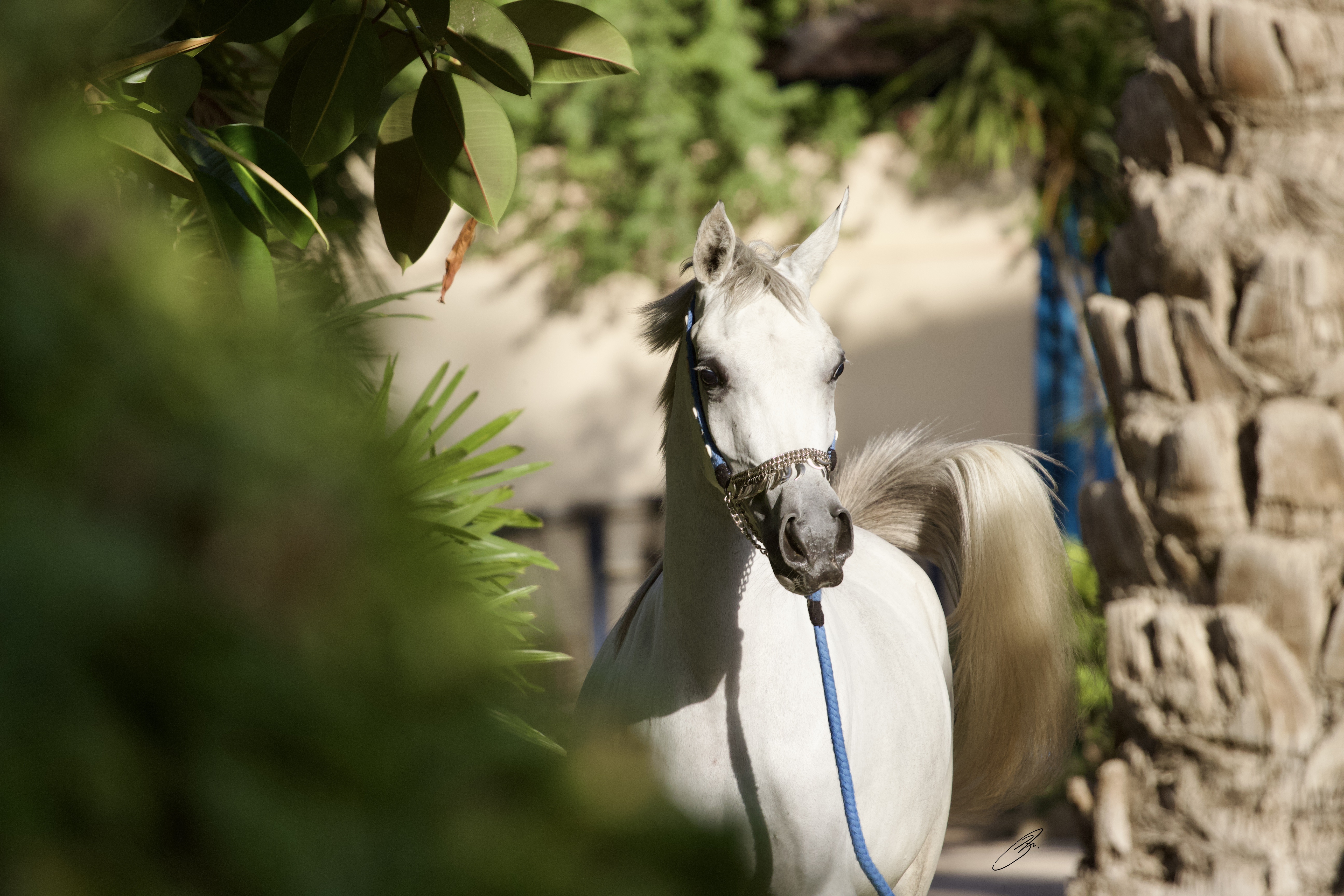 Horse Image