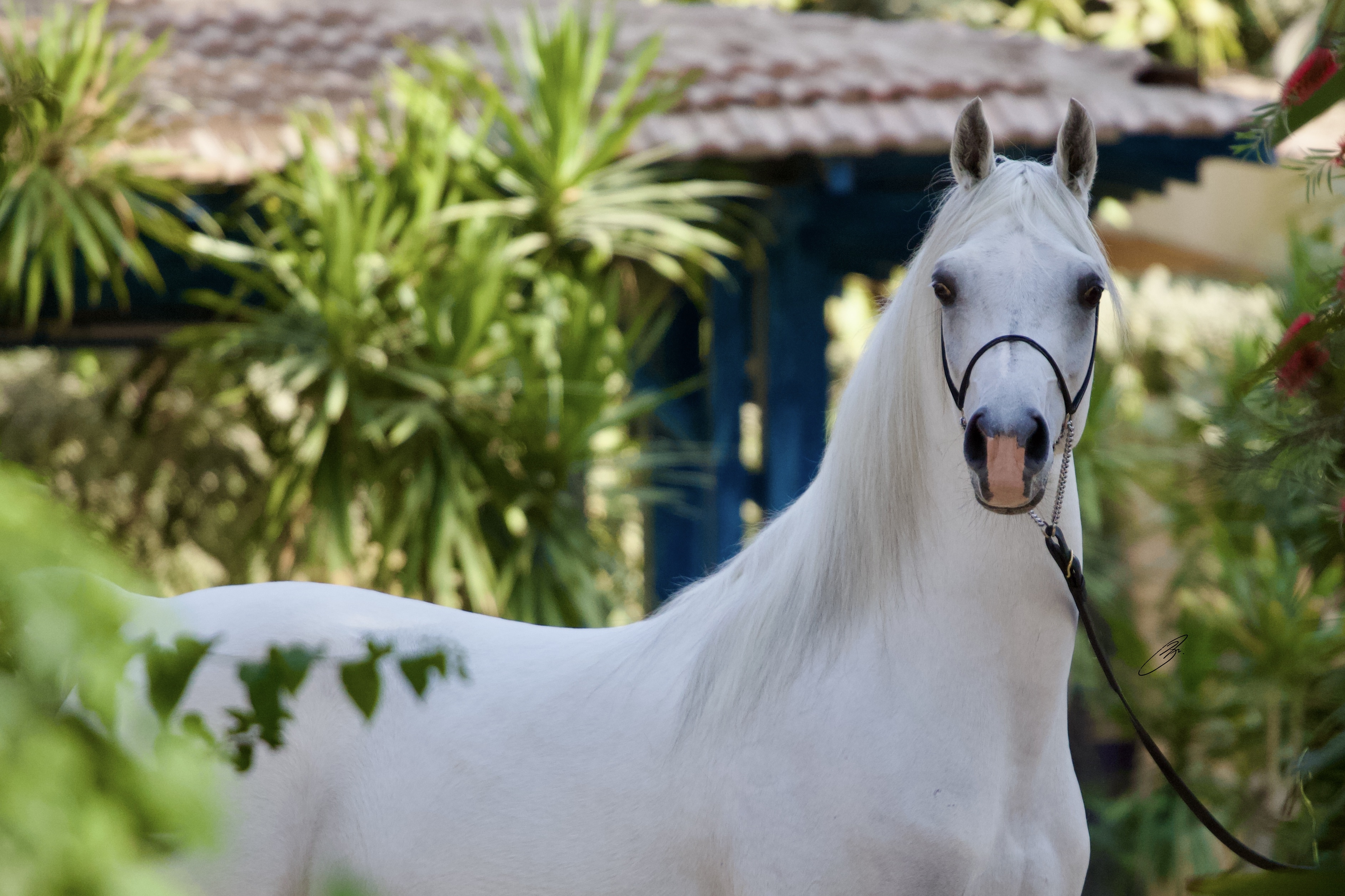 Horse Image