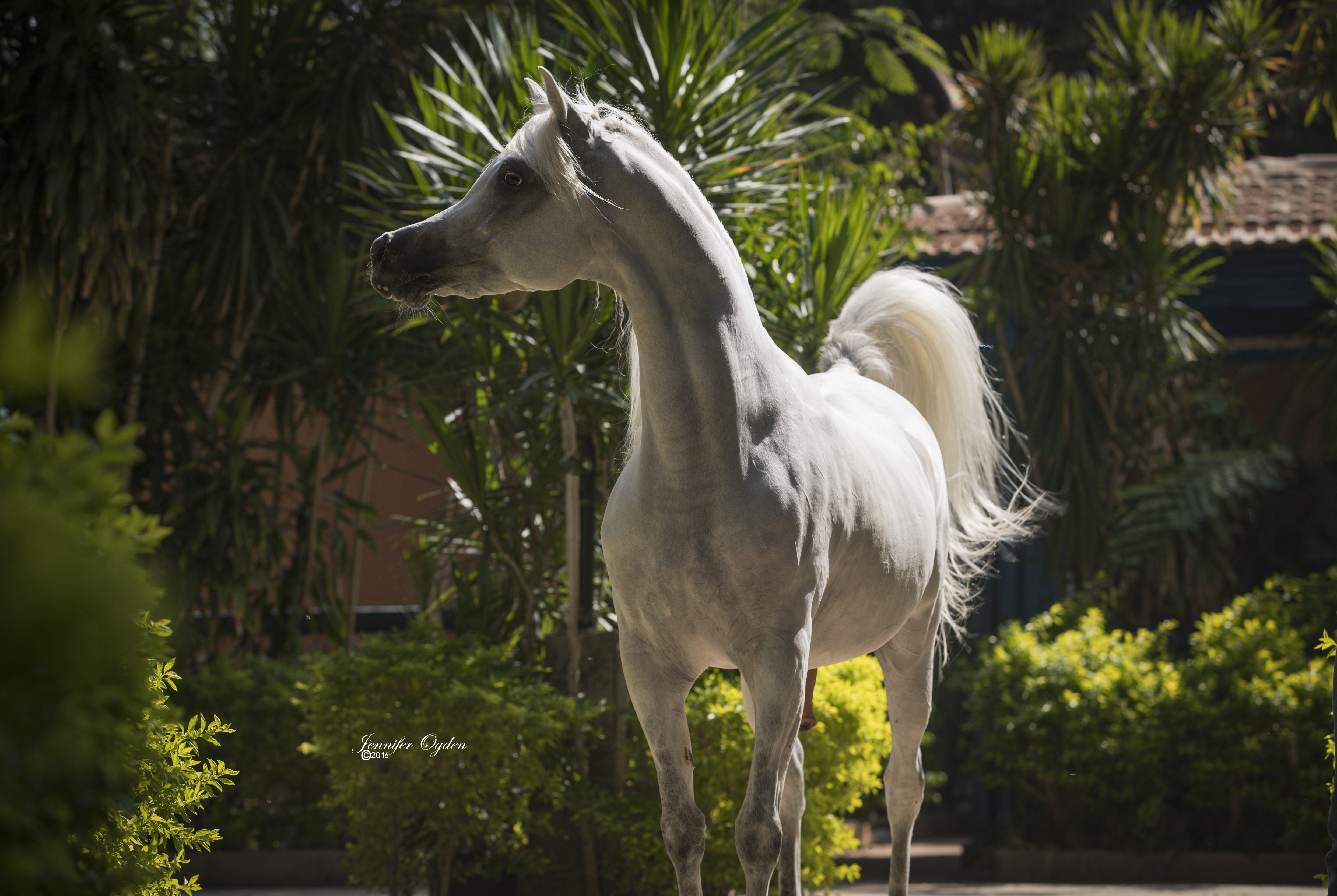 Horse Image