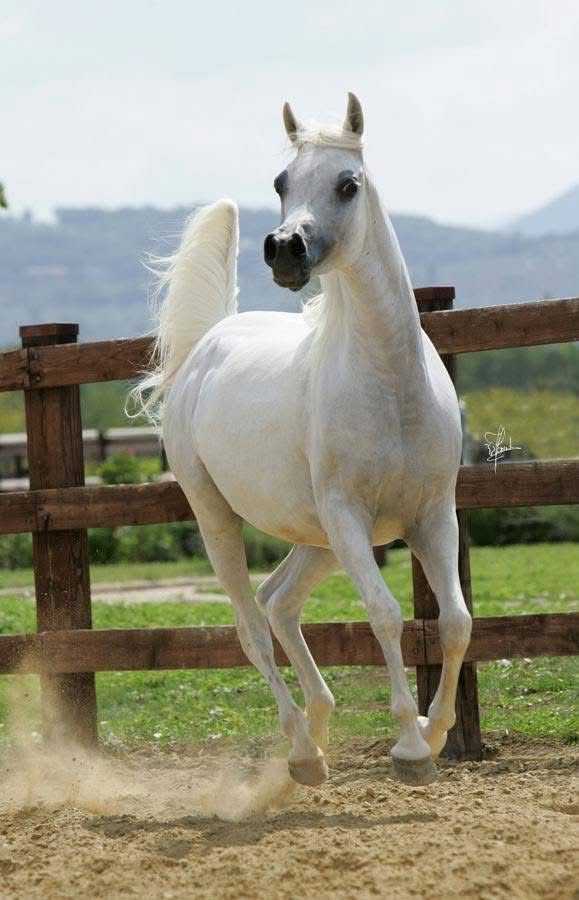 Tarneema Albadeia.jpg