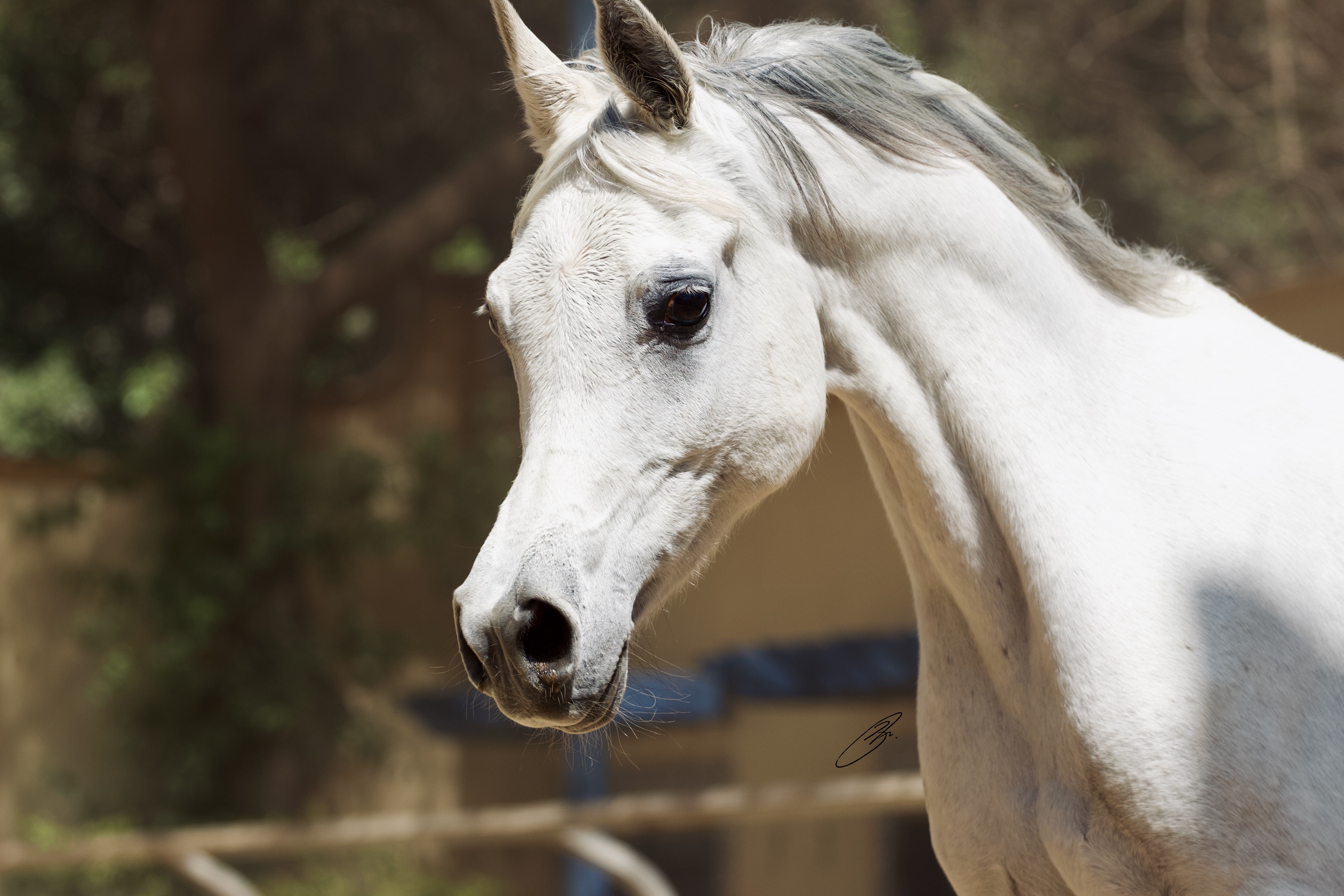 Horse Image