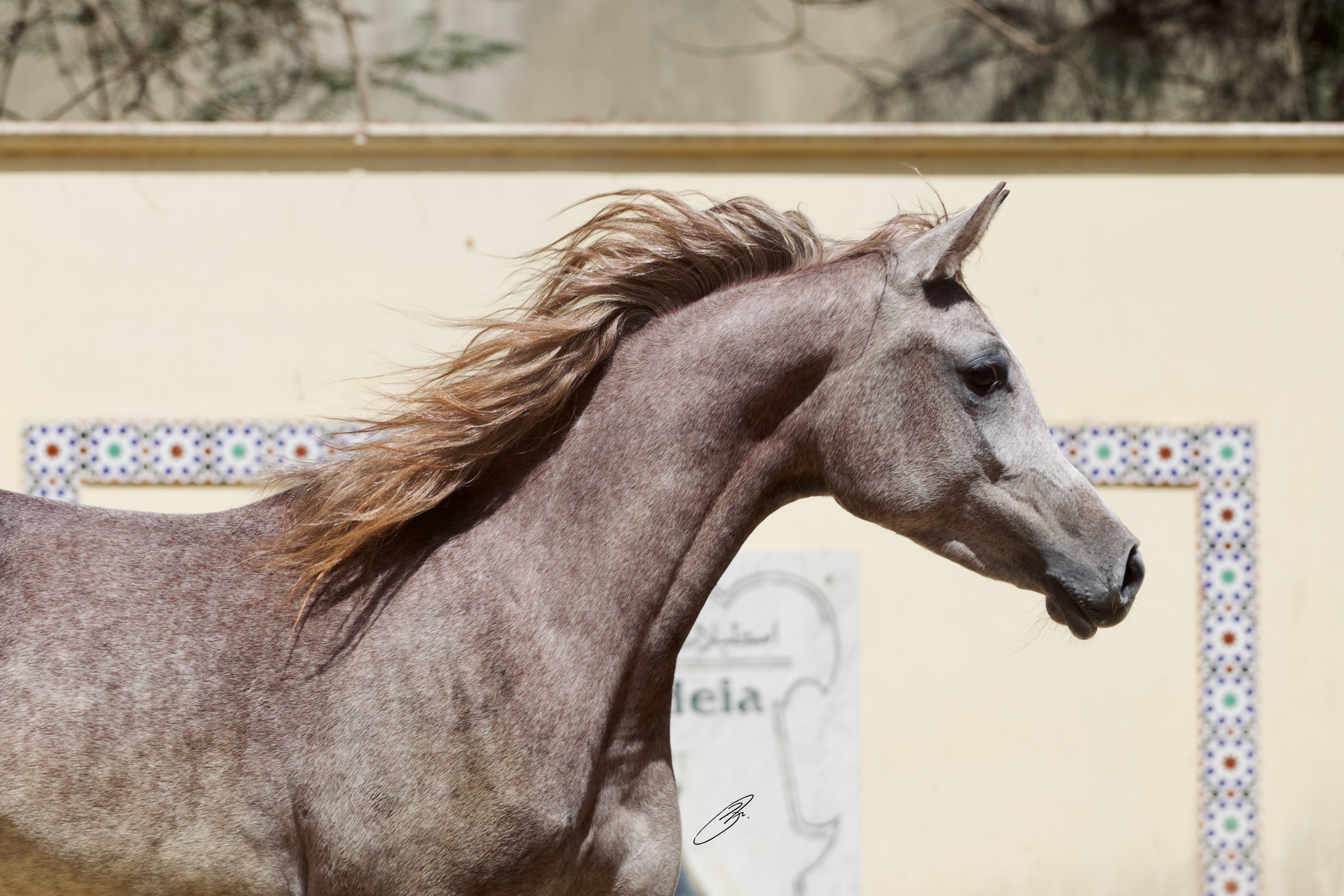 Horse Image