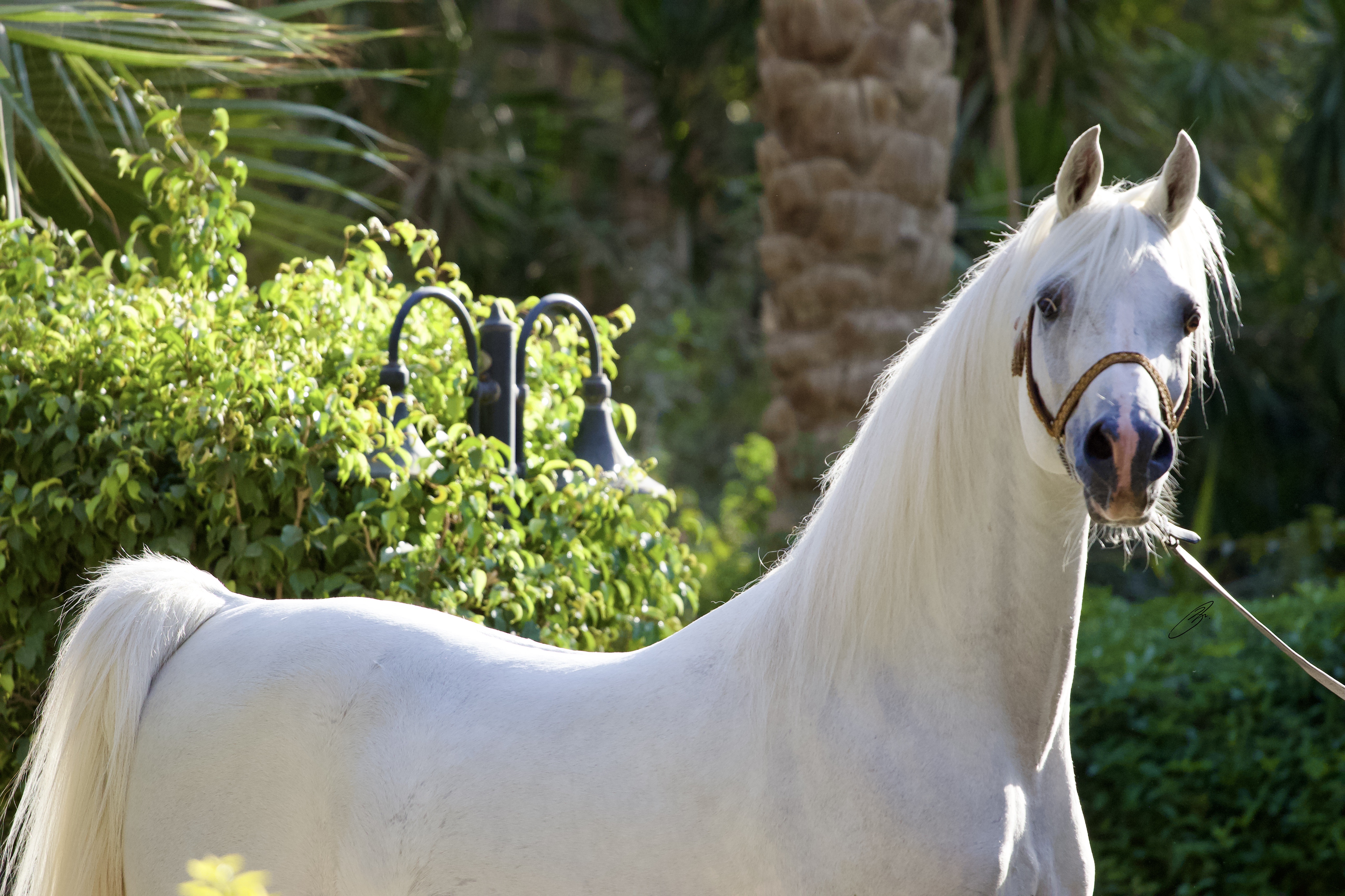 Horse Image