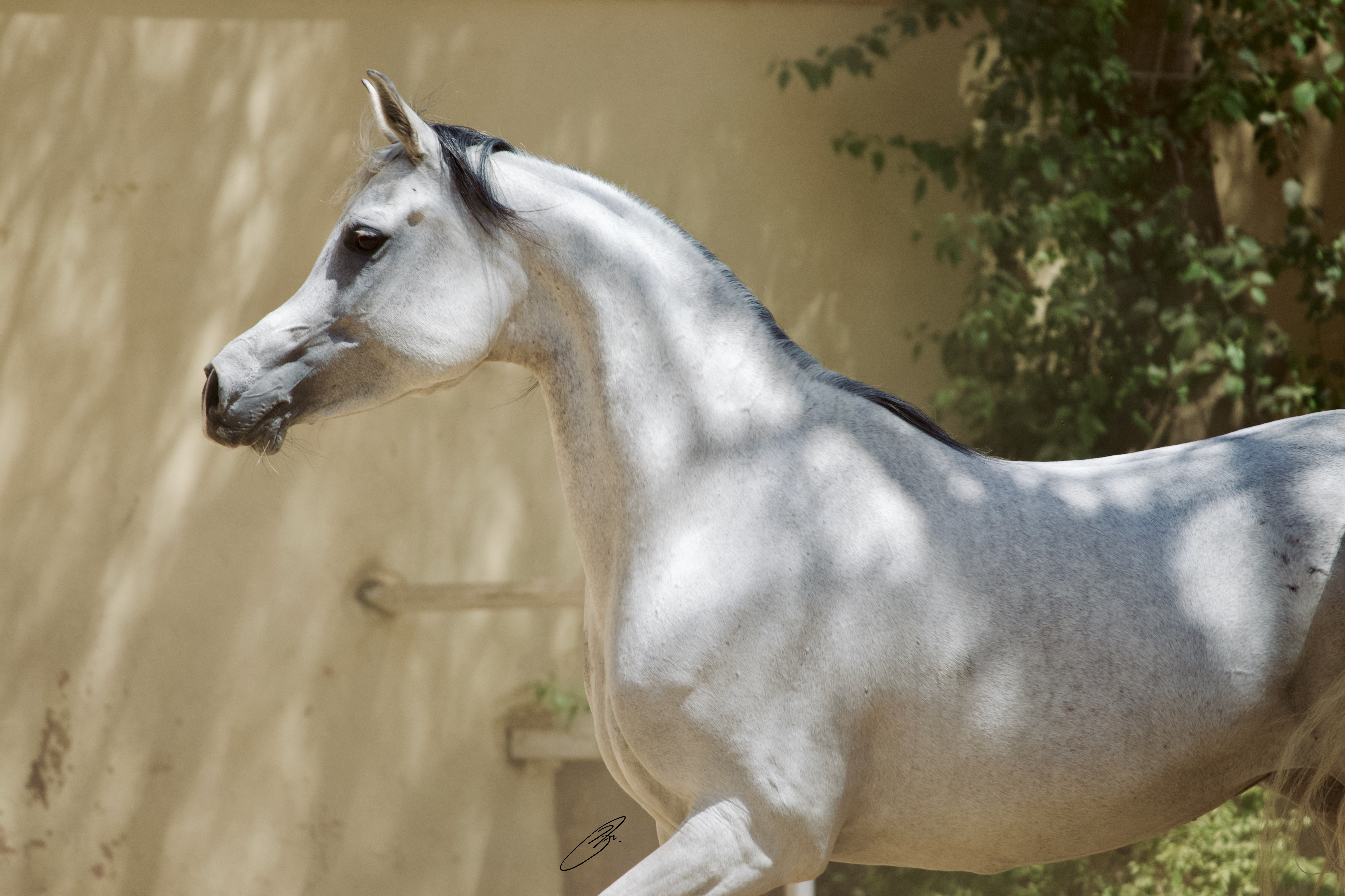 Horse Image