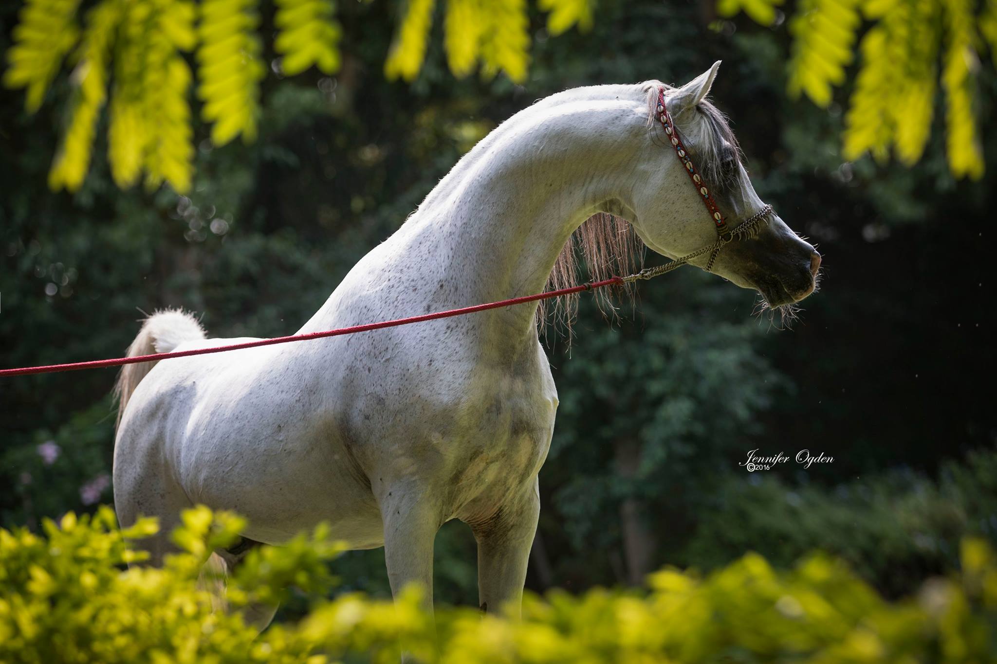 Stallions