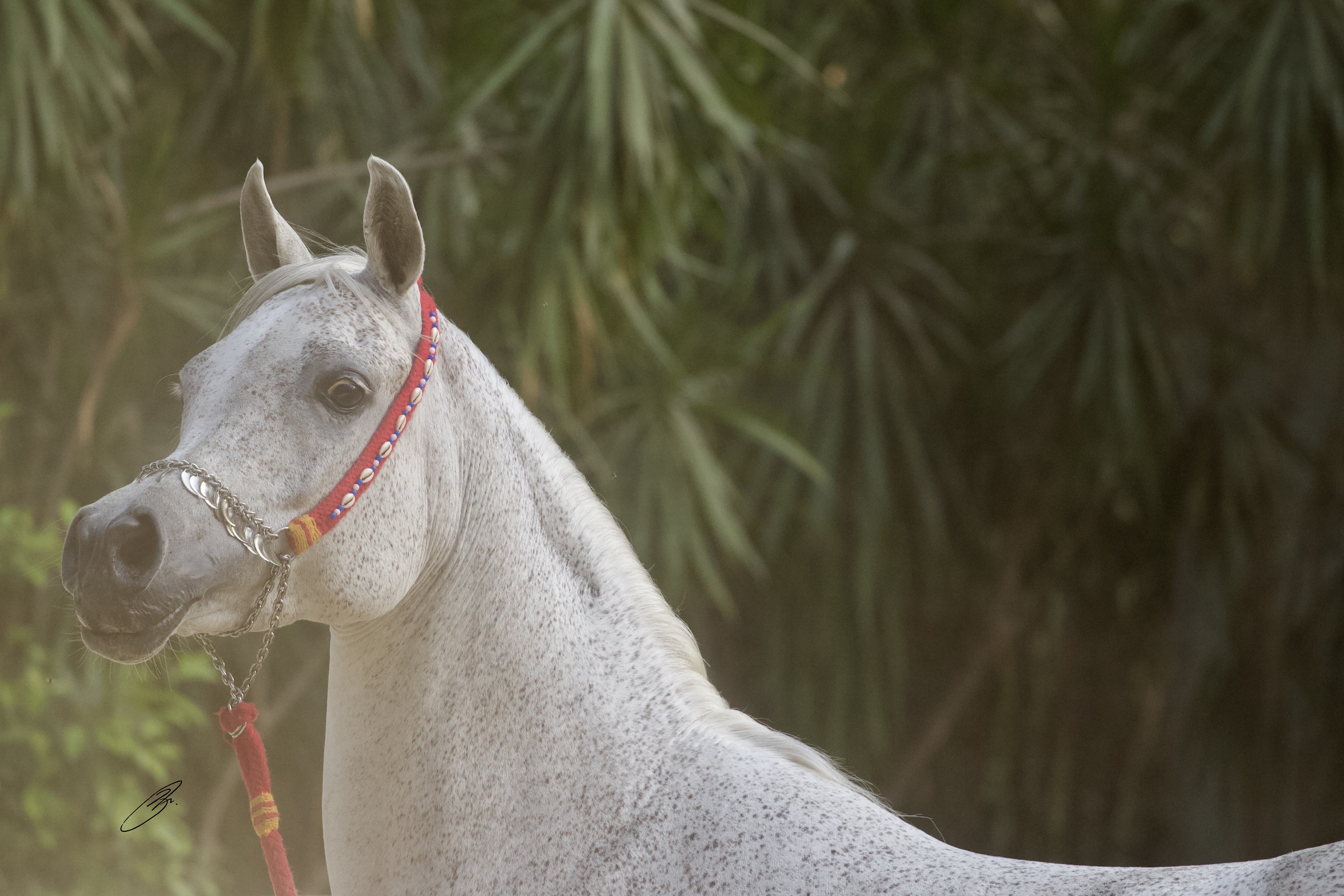 Horse Image