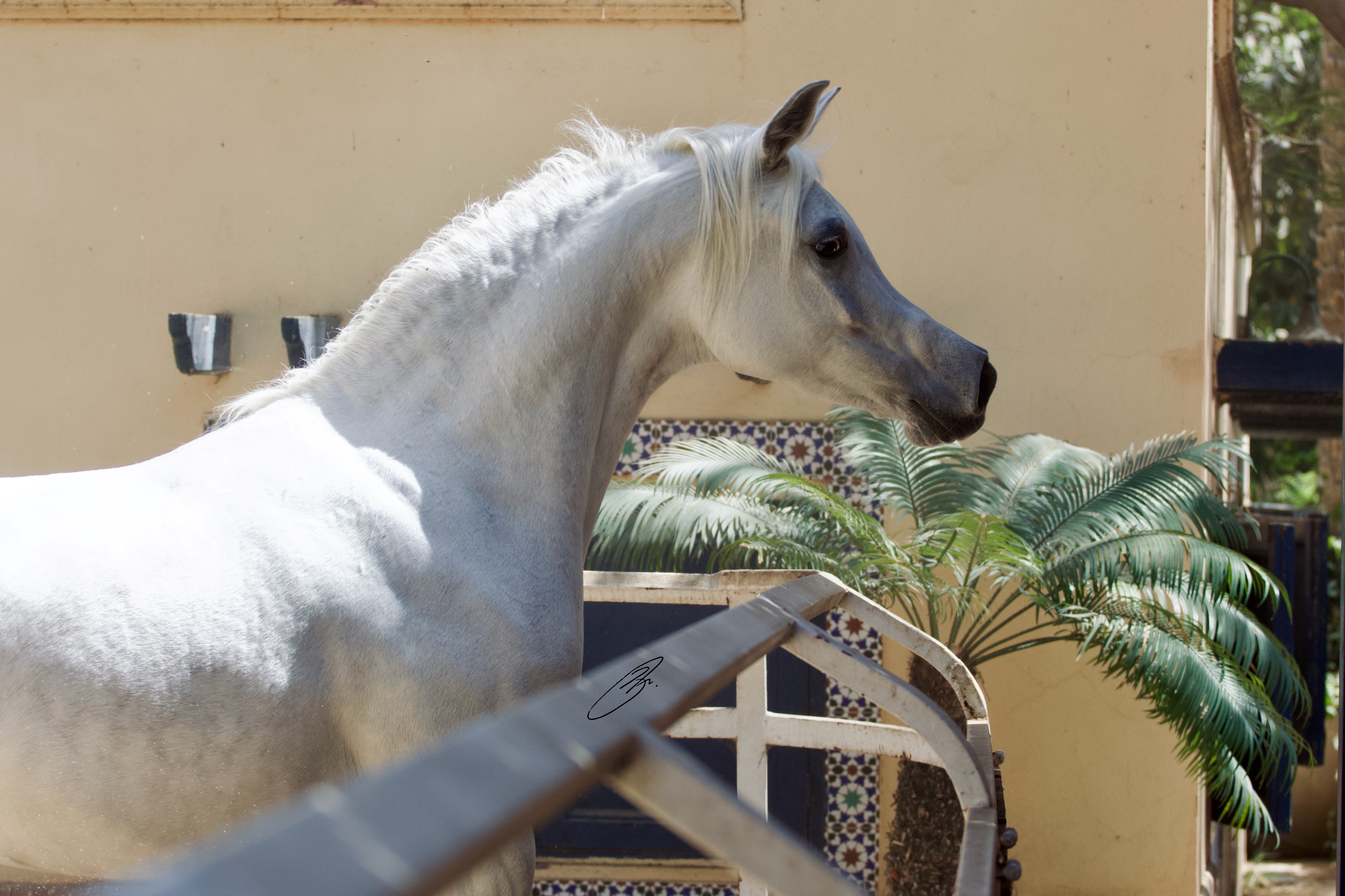 Horse Image