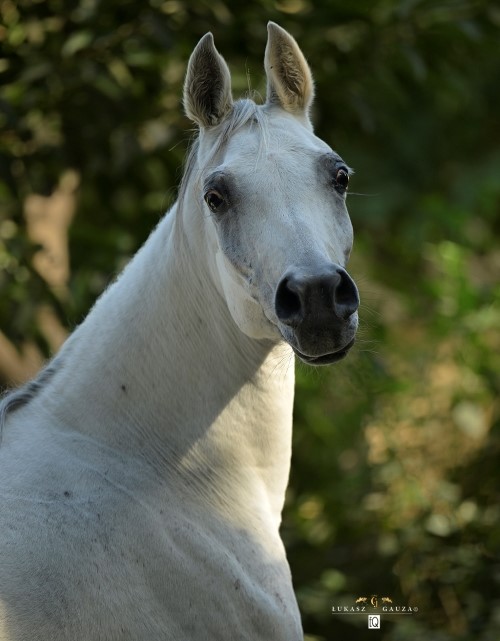 Barraqa Albadeia Profile Photo.jpg