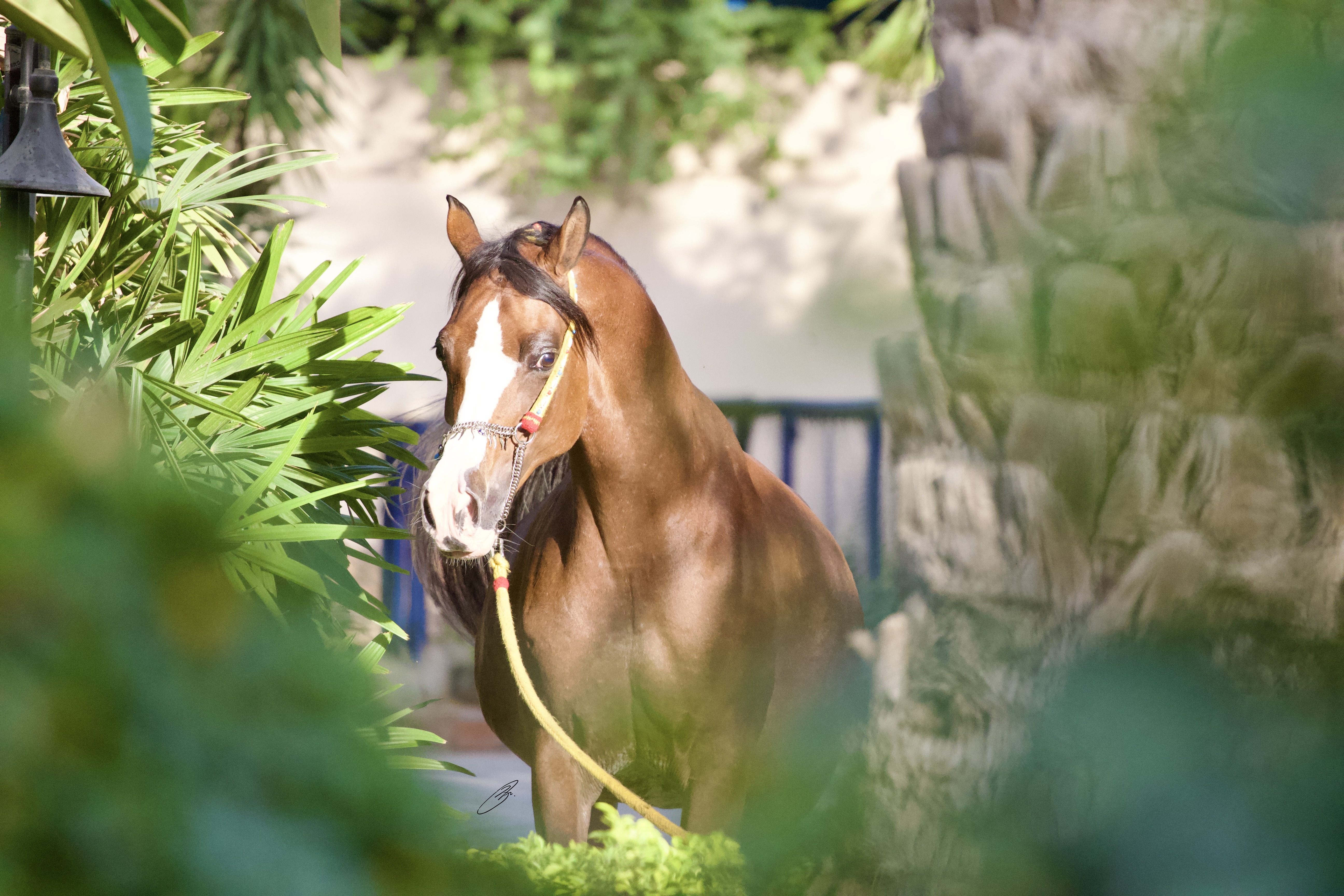 Horse Image