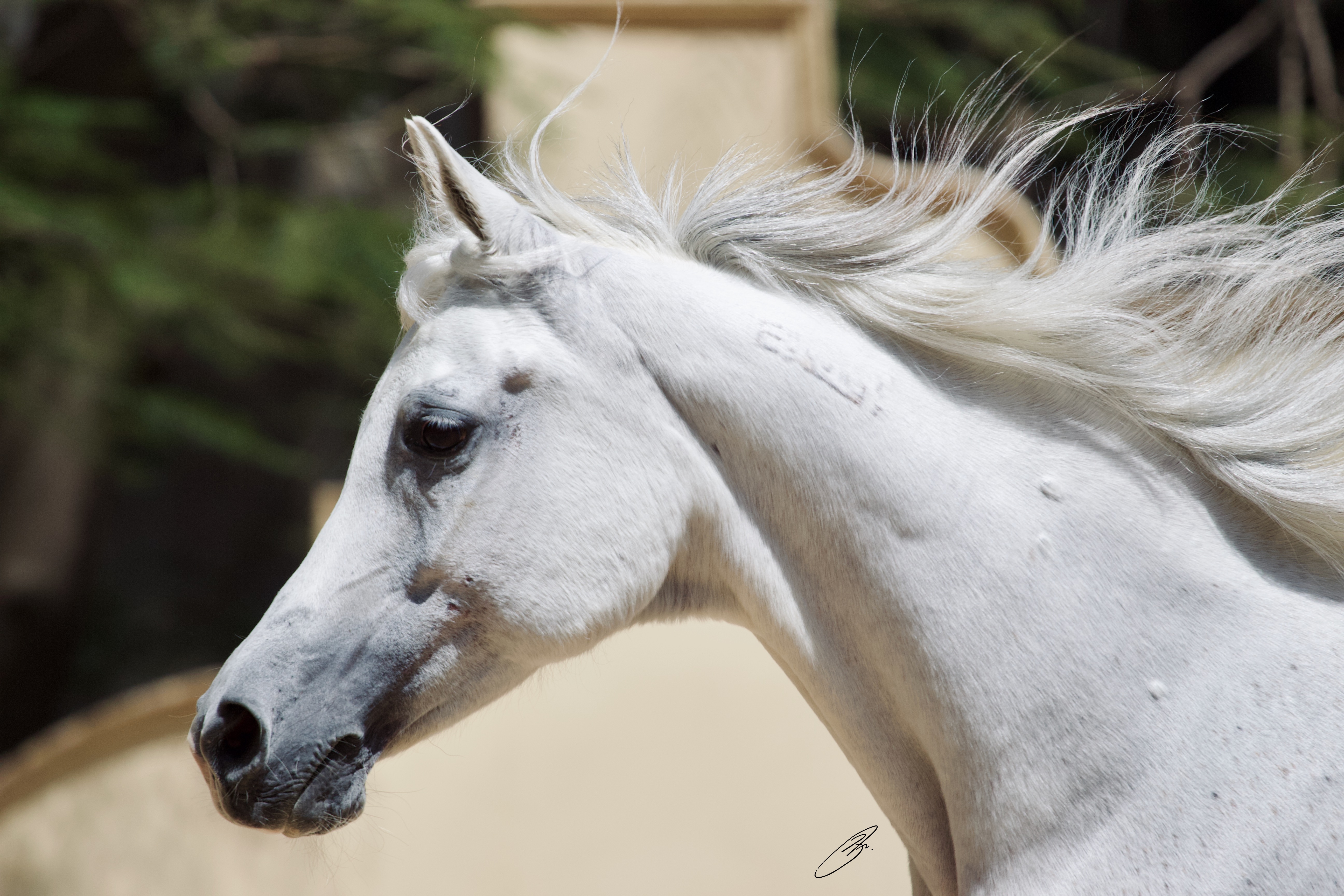 Horse Image