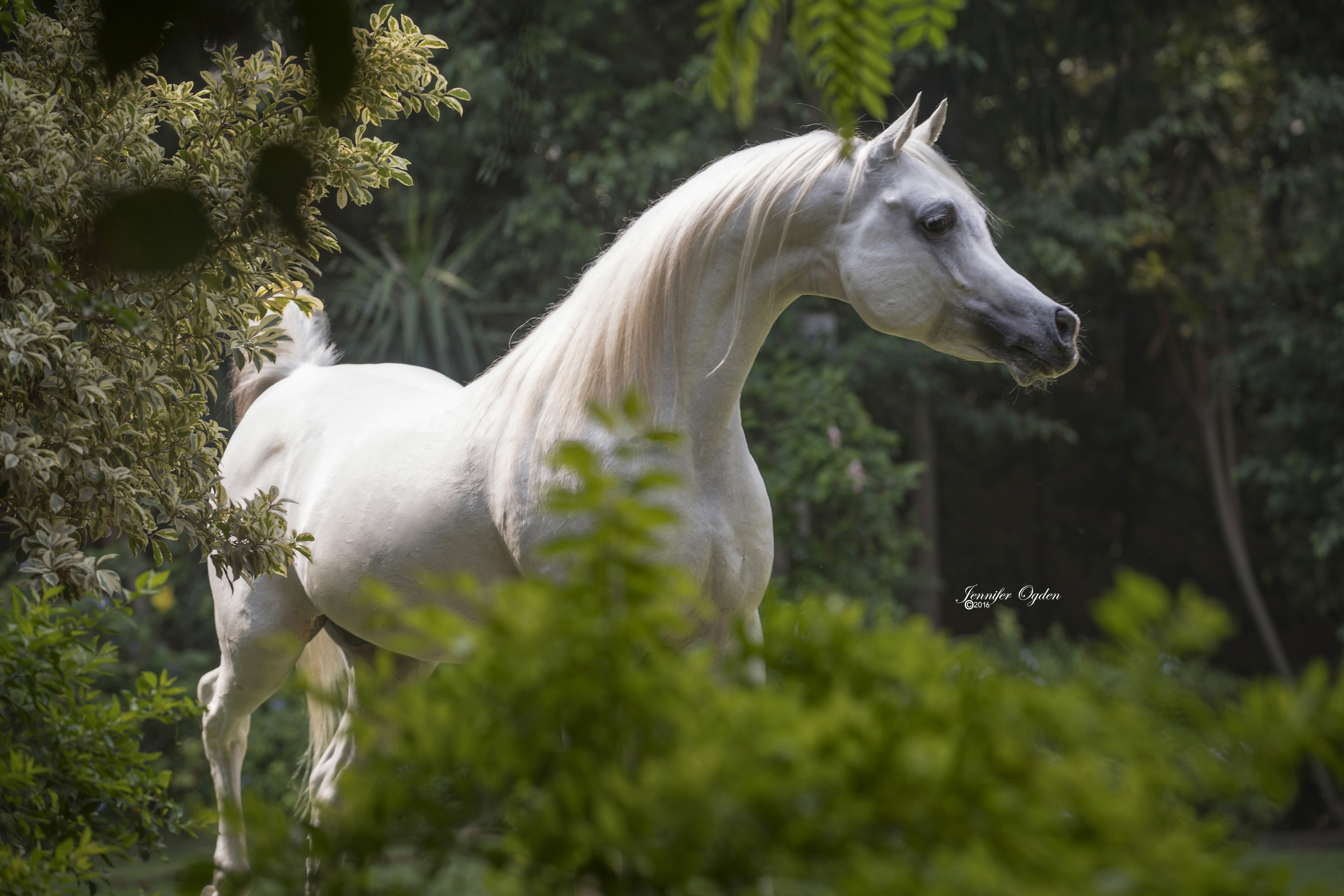 Horse Image