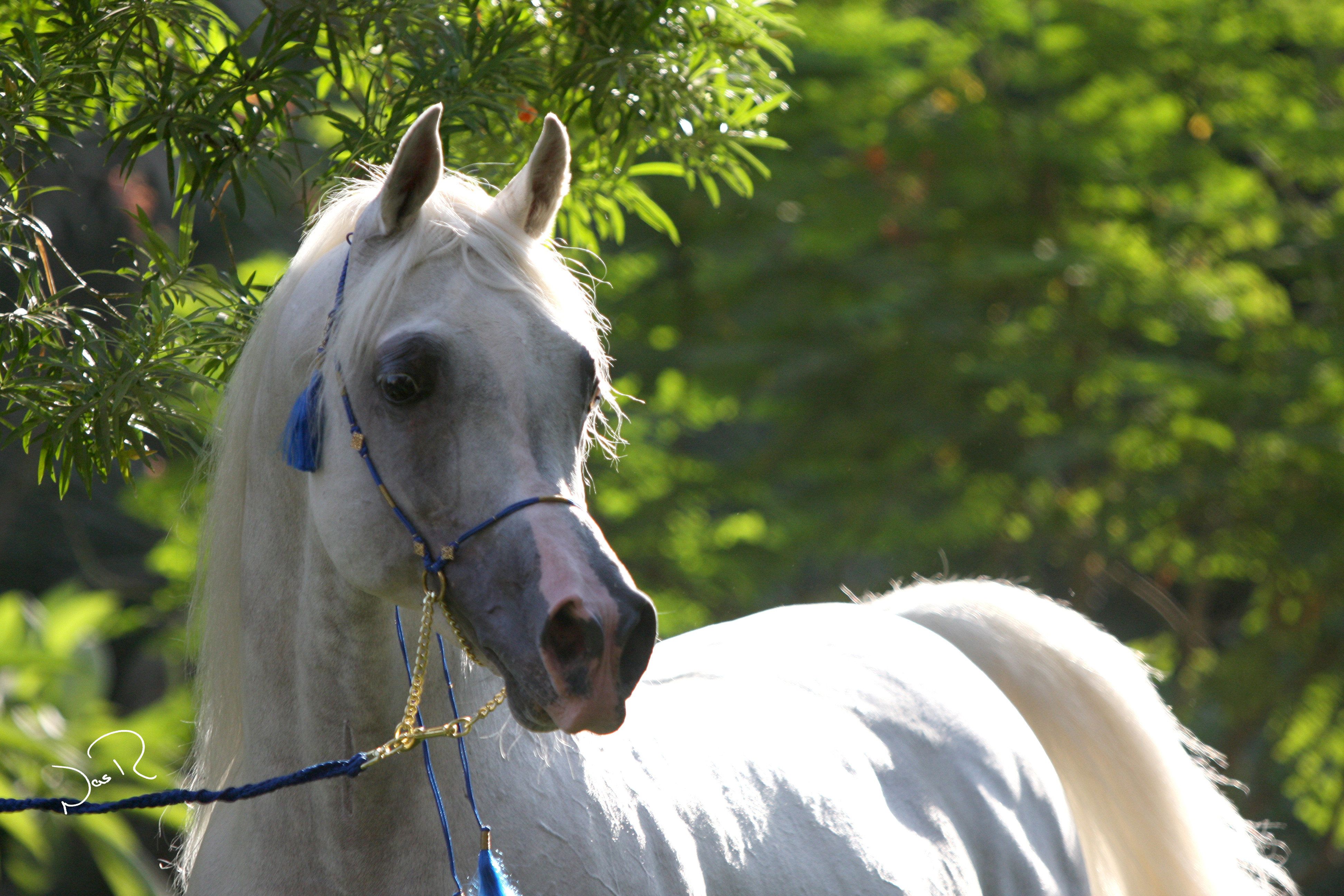 Horse Image