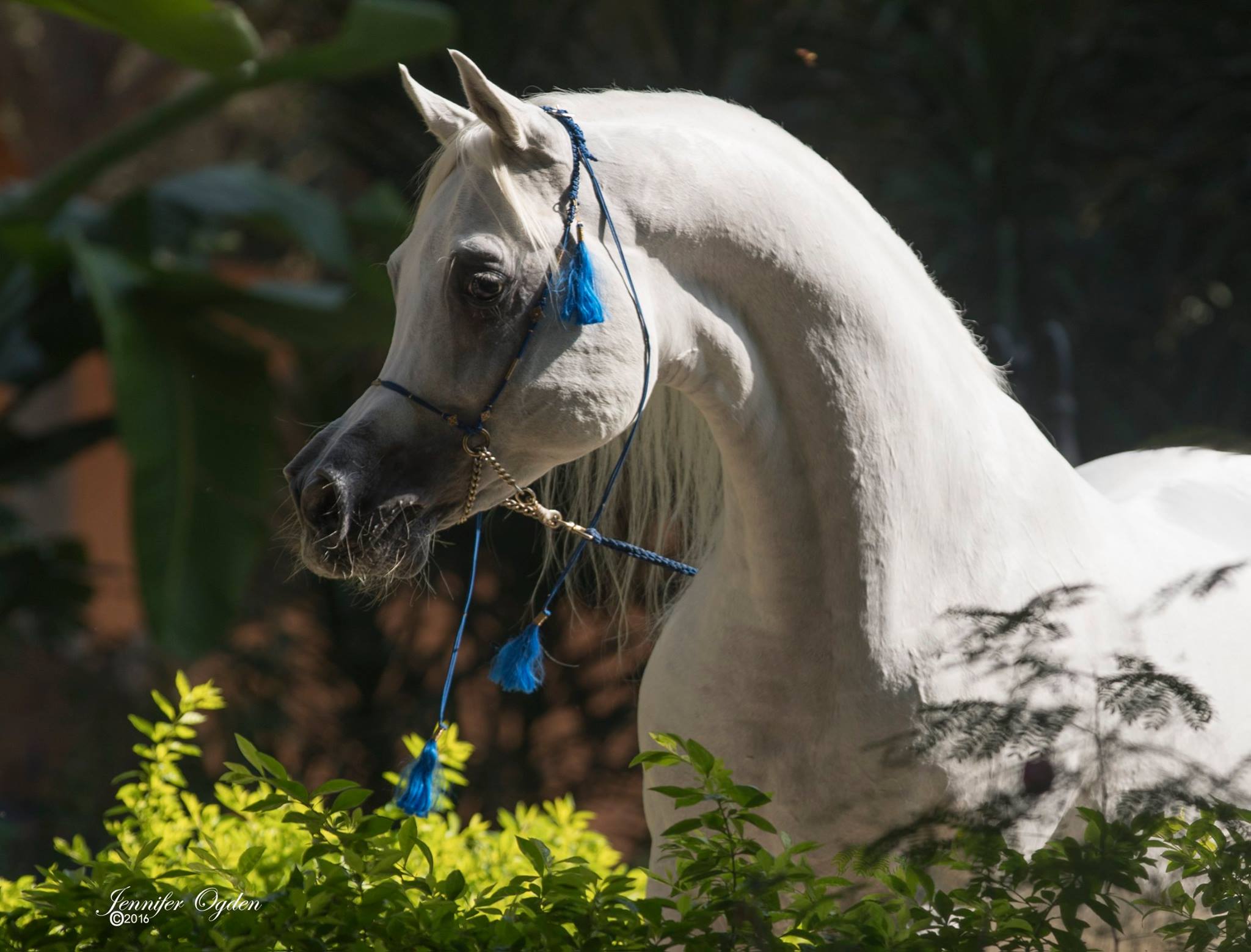Horse Image
