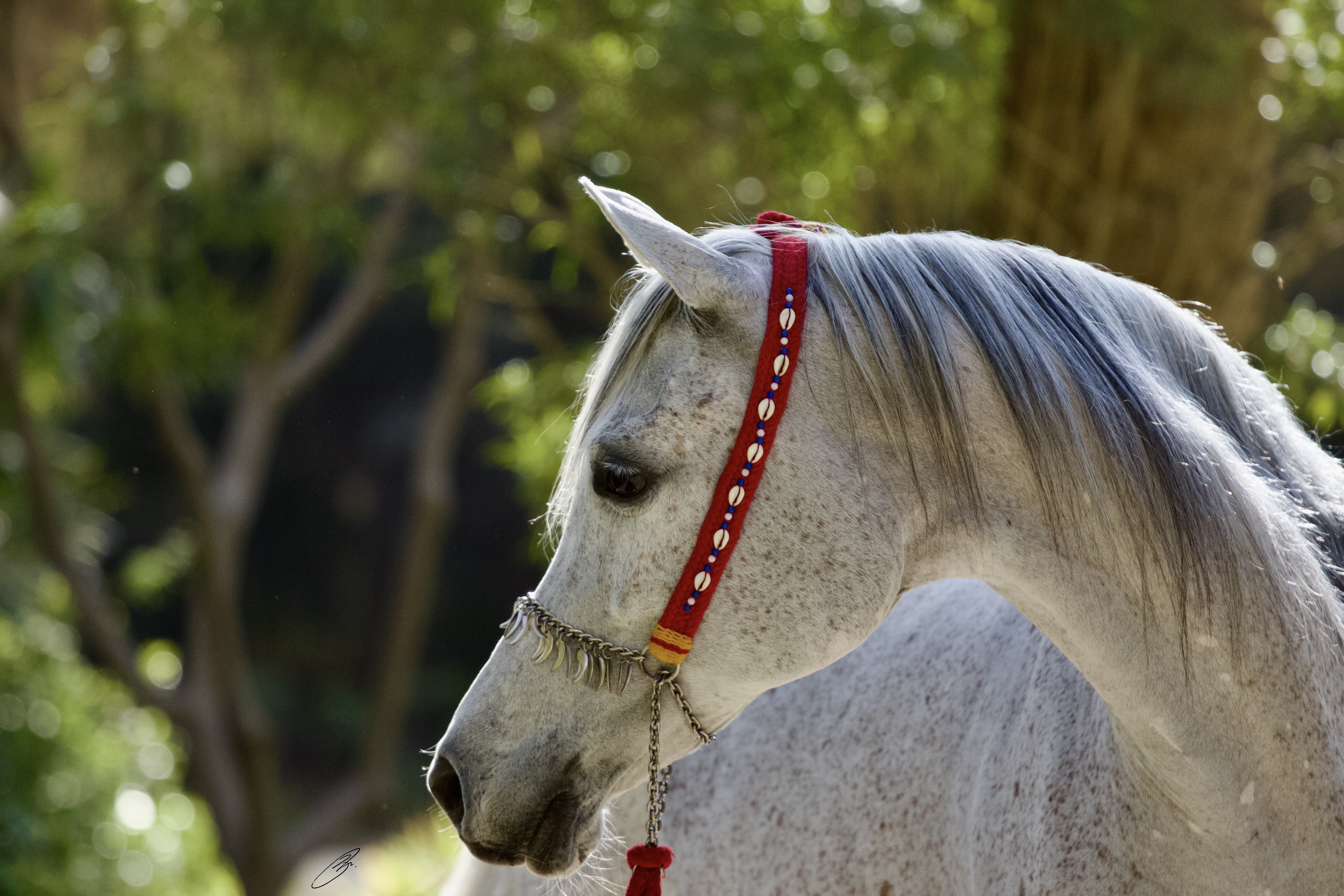 Horse Image