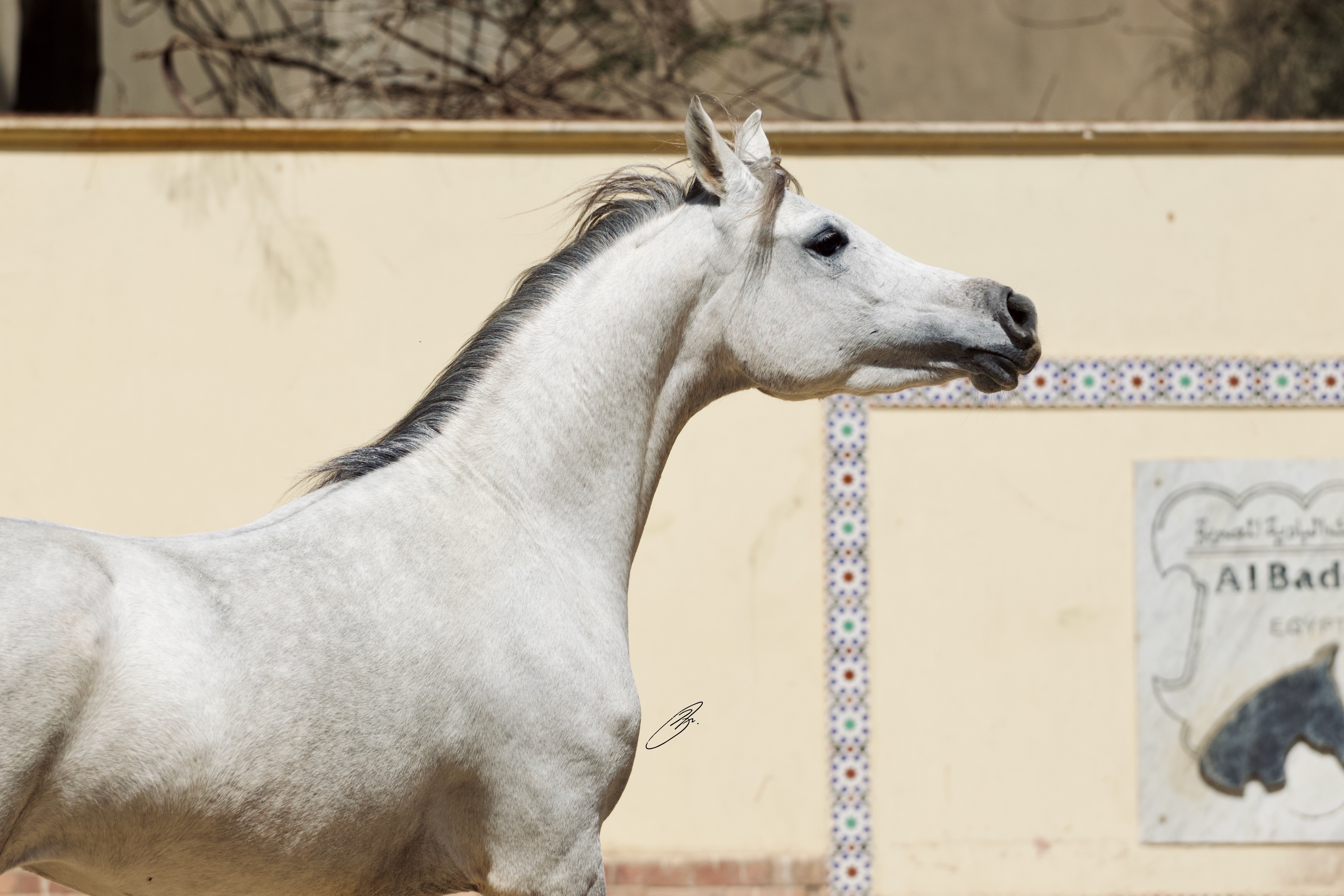 Horse Image