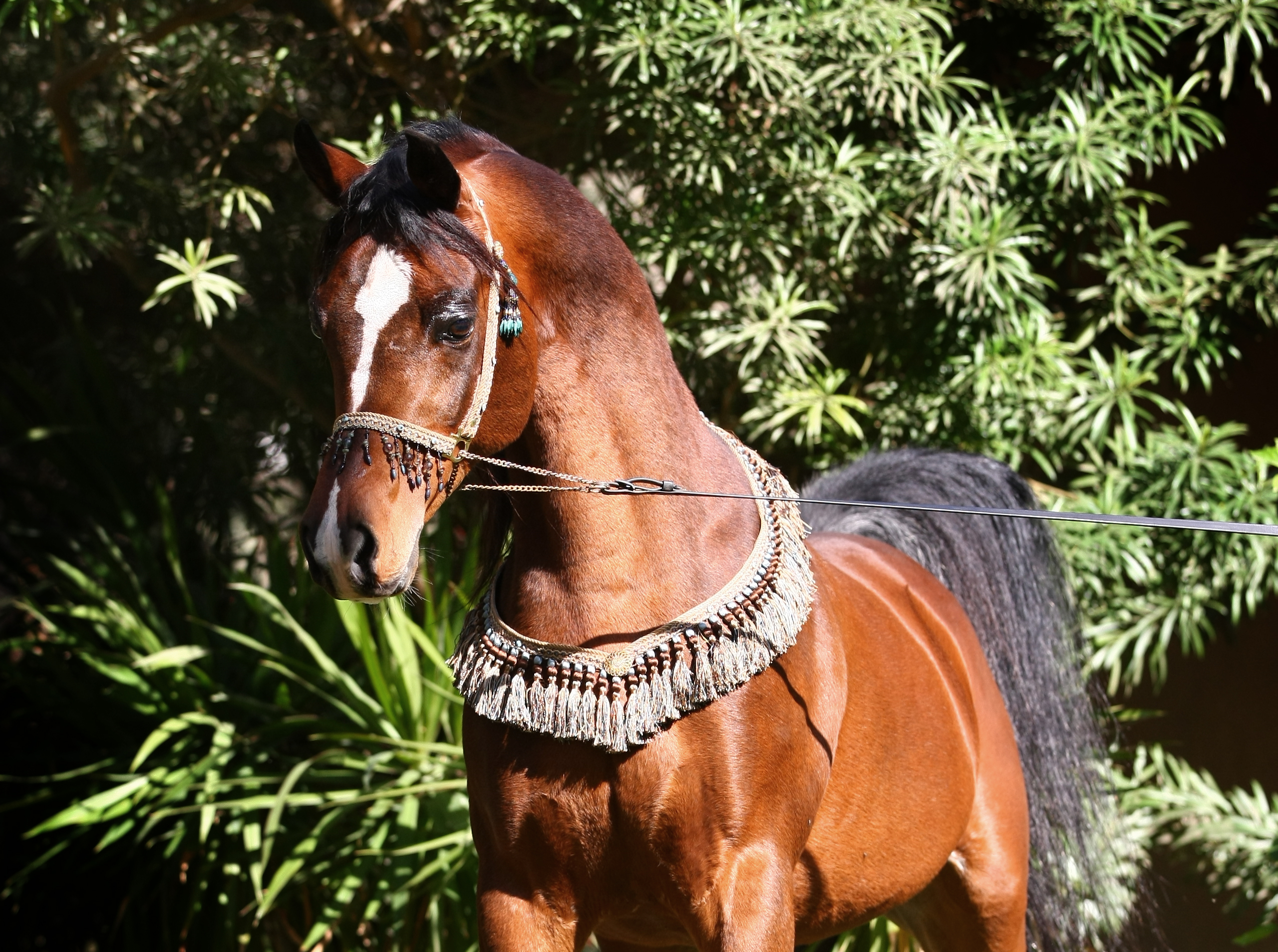 Horse Image