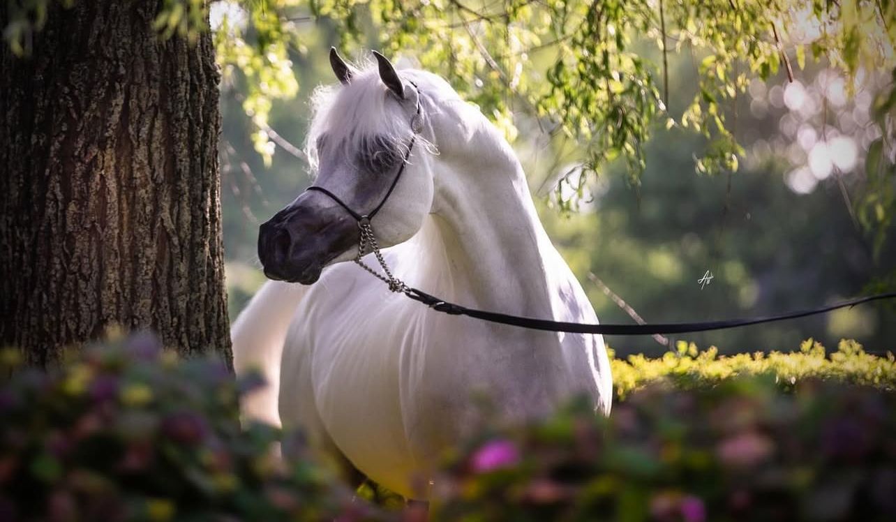Horse Image