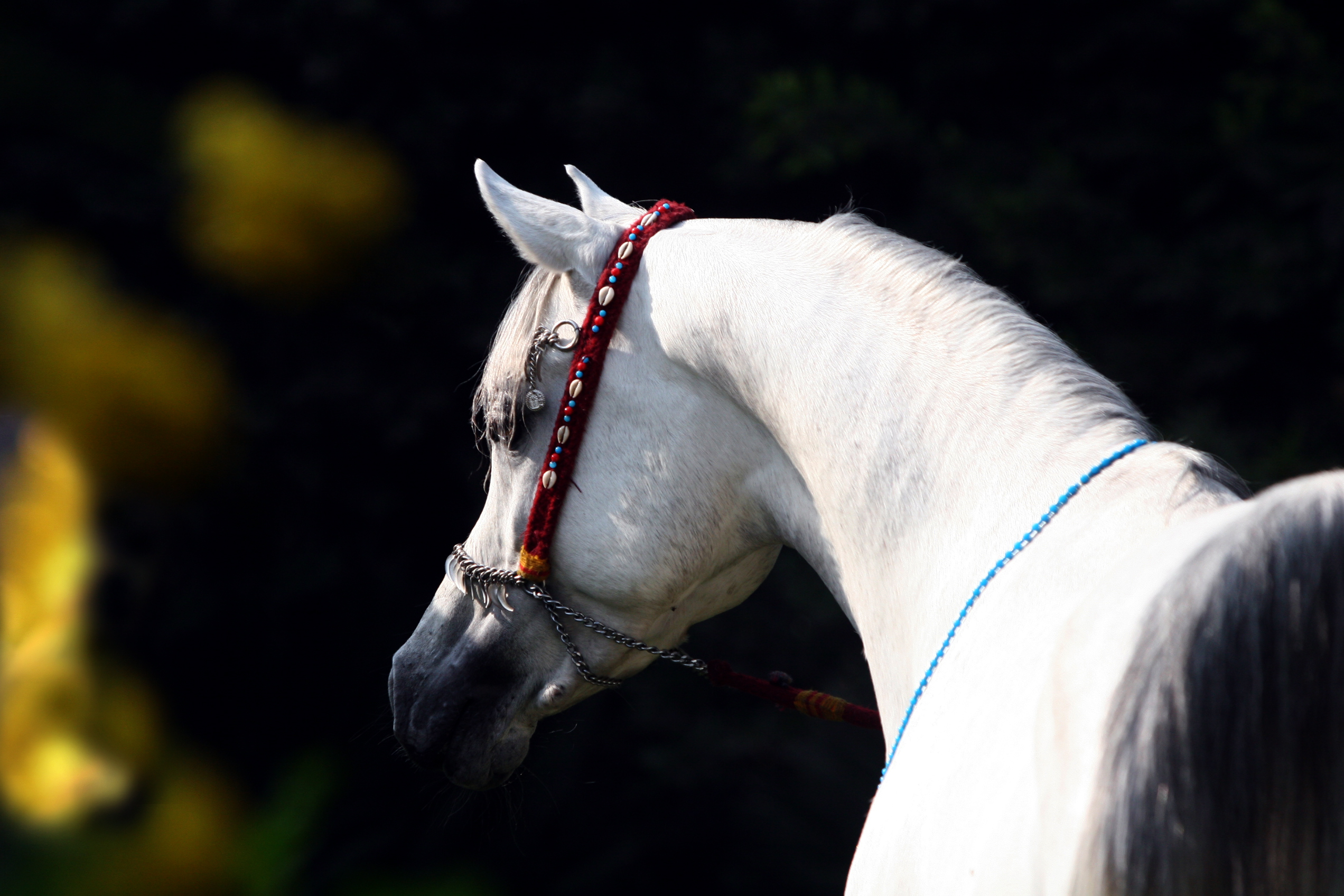 Horse Image