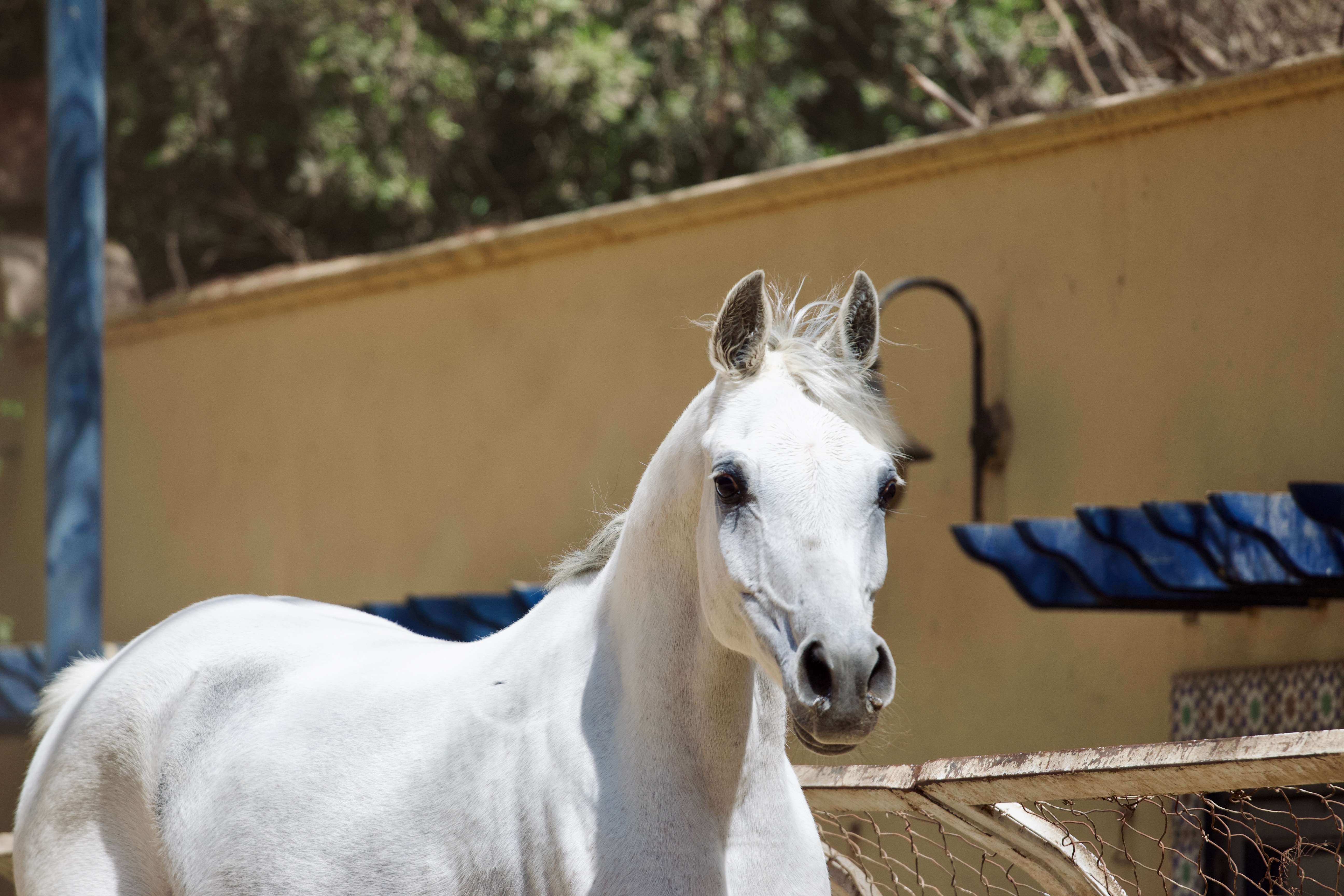 Barraqa Albadeia 4.jpeg