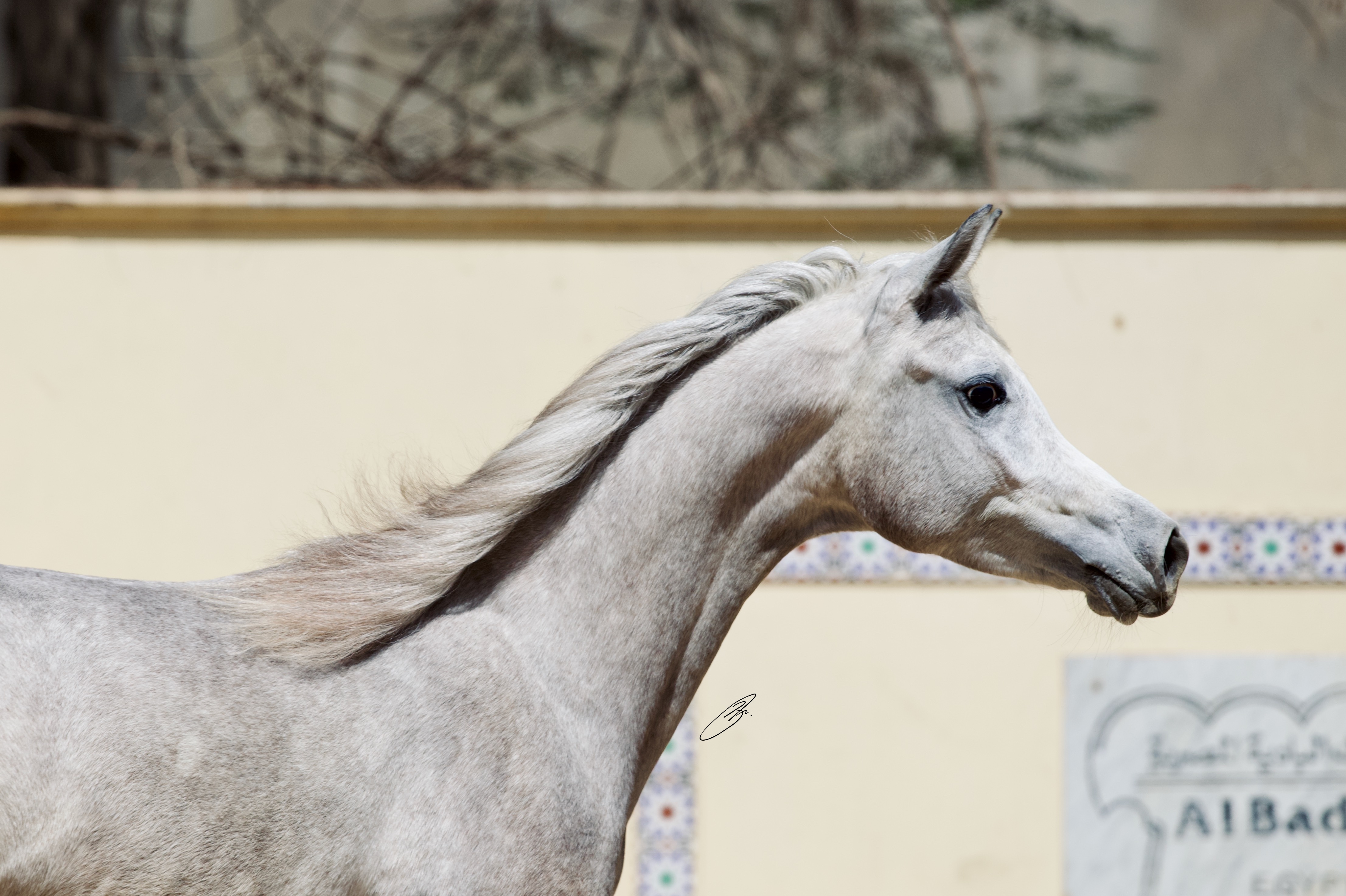 Horse Image