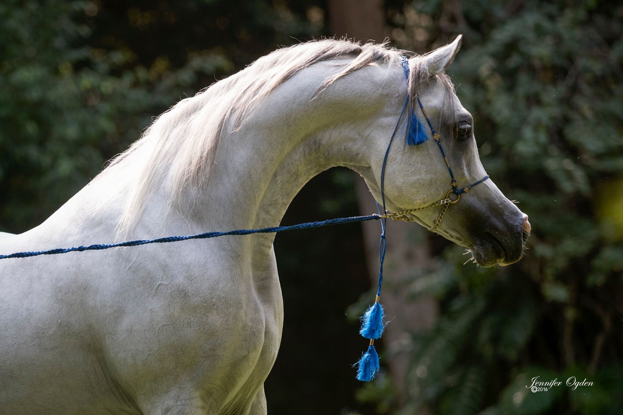 Horse Image